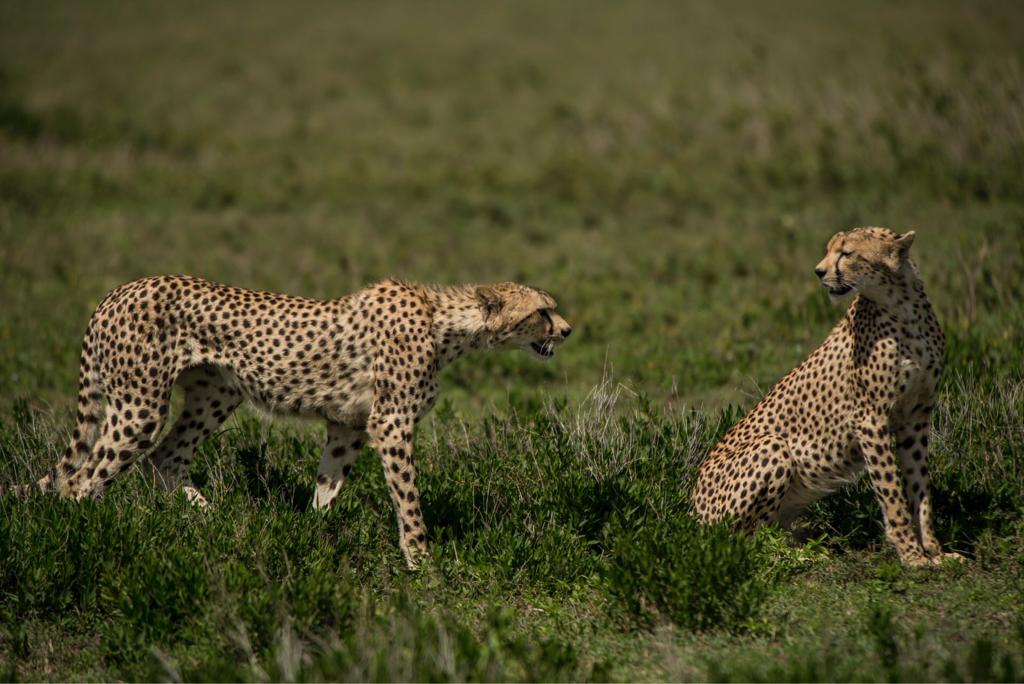 Tanzania: Safari y Zanzíbar