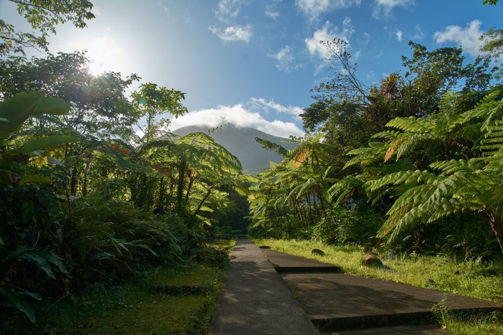Las selvas de Costa Rica
