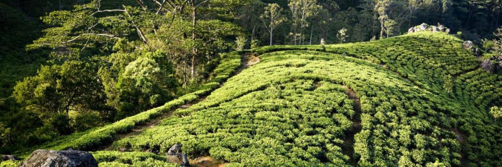 Bandarawela, Sri Lanka 