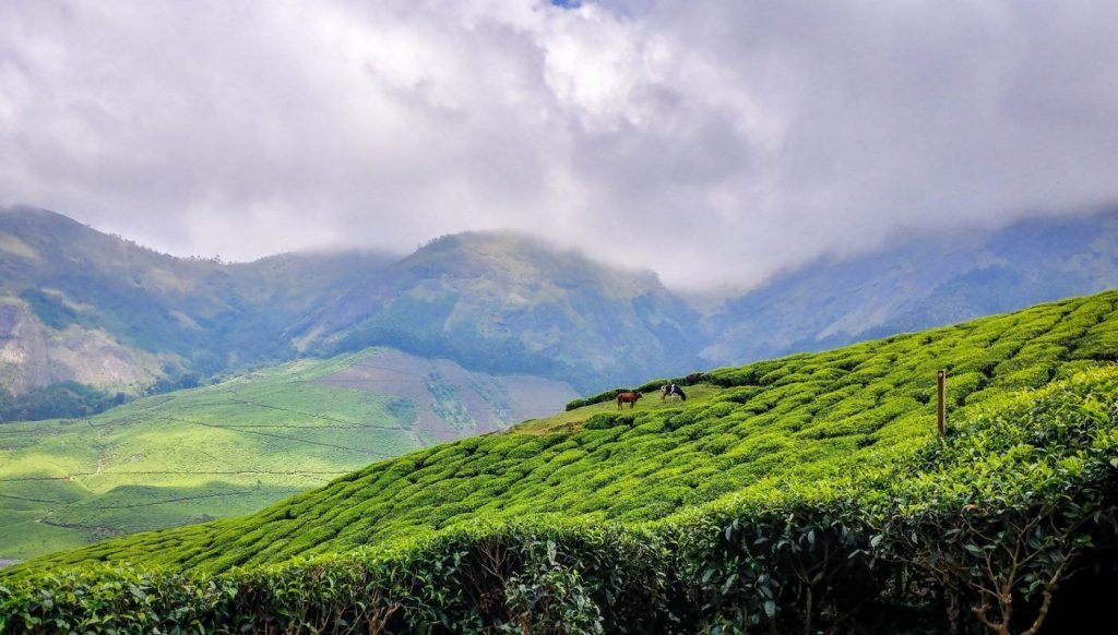 campos de te tierras altas sri lanka