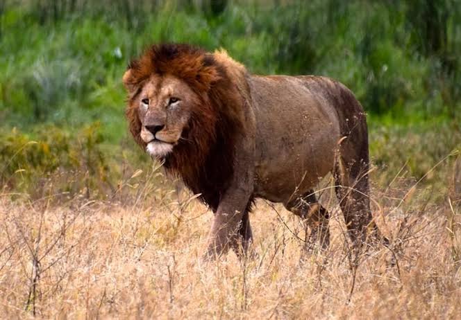 Safari de Lujo Asequible en Tanzania