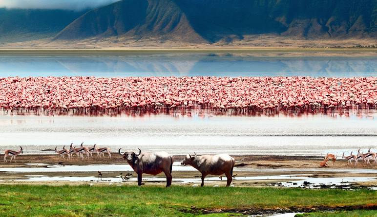 Safari de Lujo Asequible en Tanzania