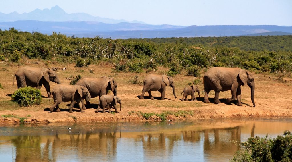 Safari de Lujo Asequible en Tanzania