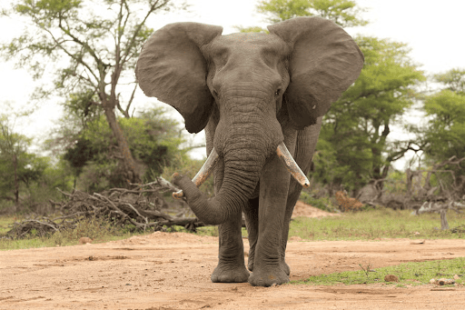 safari en Sudáfrica por libre