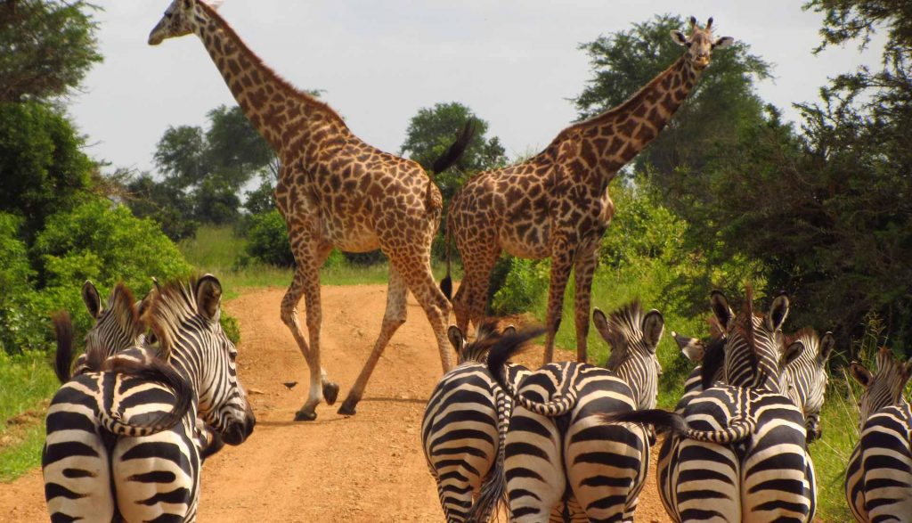 safari responsable