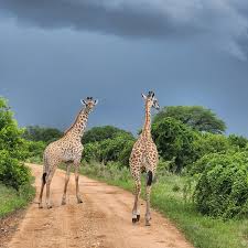 Safari en Ruaha (Tanzania)