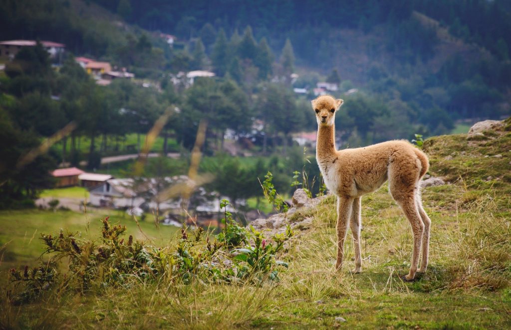 El camino del Inca